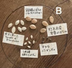 まきどき夏野菜タネ☆セットB【固定種】のサムネイル