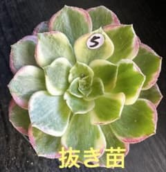 アエオニウム ロータスフラワー錦⑤⭐️お買い得 - メルカリ