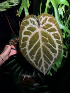 Anthurium SKG Silver x Red Crystallinumのサムネイル