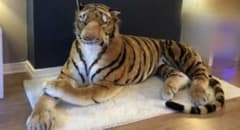 巨大ぬいぐるみ　虎　タイガーのサムネイル