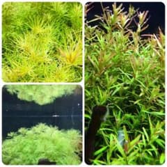 水草セット 緑系 水中葉 無農薬 無害虫 - メルカリ