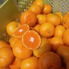 ⑥♥リピ続出♥完熟♥みかん５キロ マルチ栽培のサムネイル
