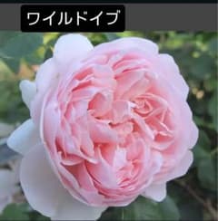 MOQ✿様 リクエスト 2点 まとめ商品のサムネイル