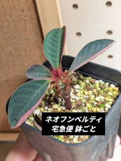 ネオフンベルティ 実生苗 1株 ユーフォルビア 鉢ごと宅急便 - メルカリ