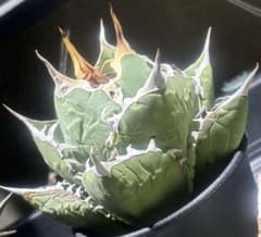 特出！アガベチタノタビッグスパイン（極上株）超S級強棘superスパイン