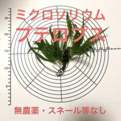ミクロソリウムプテロプス 【無農薬・スネール等無し】 2026.9.21撮影のサムネイル