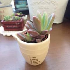 多肉植物 レズリーのサムネイル