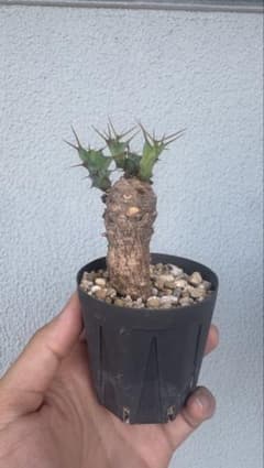 ユーフォルビア クラビゲラ カキコ ユーフォルビア クラビゲラ カキコ - メルカリ