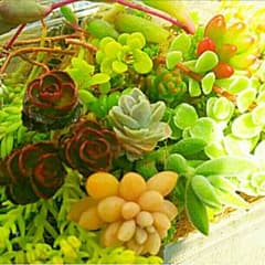 多肉植物詰め合わせAのサムネイル