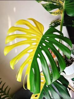 M205Monstera モンステラ レモンライム TC株品種保証 - メルカリ