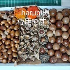 どんぐり山盛りセット　いっぱい木の実のサムネイル