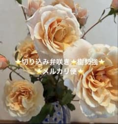 ご確認用バラ苗　バラ挿し木苗　① ⭐️無農薬OK⭐️入手困難⭐️バラ苗⭐️和バラ ⭐️挿し木苗