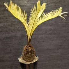 黄金ソテツ　ソテツ　塊根植物　コーデックス　サボテン　蘇鉄 黄金ソテツ 蘇鉄 塊根植物 コーデックス 黄金蘇鉄 ソテツ - メルカリ
