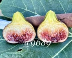 Italian258 イチジク小苗のサムネイル