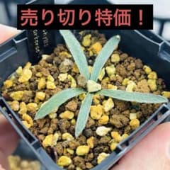 特価！希少 ゲチリス バルケラエ ケープバルブ 冬型植物 球根 塊根