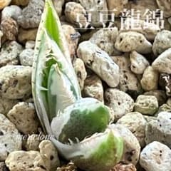 Shinya様【鉢ごと発送】匿名配送　安定株　アガべ　豆豆龍錦　覆輪斑　TC 速達【鉢ごと発送】安定株 発根済み アガベ トトロ錦 豆豆龍錦 白覆輪