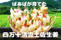 朝採れ新鮮！ばあばが育てた四万十清流　土付き土佐新生姜　10キロ 朝採れ新鮮！ばあばが育てた四万十清流 土付き土佐新生姜 コンパクト