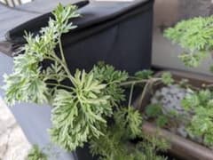 ニガヨモギ 株分け根付き 1本のサムネイル