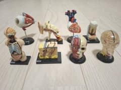 ユージン 人体解剖図鑑 8種 カプセルトイ - メルカリ