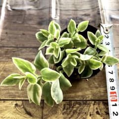 多肉植物 斑入りベビーサンローズ 抜き苗（寄せ植えのアクセントに 