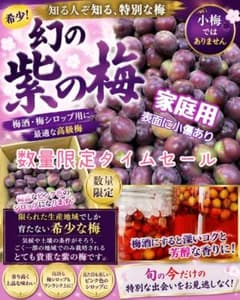和歌山県産　希少品種♥️紫の梅‼️sawa♥️ 和歌山県産 希少品種♥️紫の梅‼️中玉サイズ 2kg みかんキング 家庭