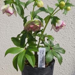 クリスマスローズ 大木ナーサリー ムルチフィダス系dd - メルカリ