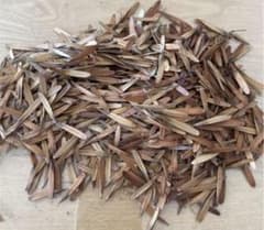 シマトネリコ　種　300粒のサムネイル