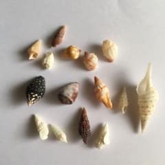 貝殻　パーツのサムネイル