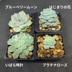 ミックスベリア おらいさん苗 4コセット bのサムネイル