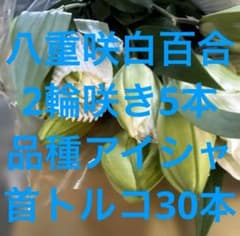 八重咲き白百合2輪咲き5本セット 品種名 アイシャ 首花トルコ桔梗30本