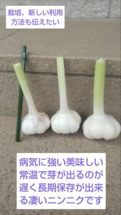 80年以上の栽培実績ニンニク播州在来 の種厳選品10りん片のサムネイル