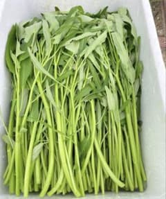 新鮮！　朝どれ無農薬空芯菜 5kg クール便 新鮮！ 朝どれ無農薬空芯菜 5kg クール便 - メルカリ