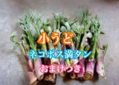 小うど　山うど　タラの芽のサムネイル