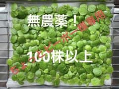 アマゾンフロッグピット・ドワーフフロッグピットのサムネイル
