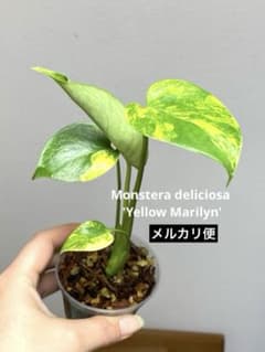 バランス良い斑入り✨】モンステラ イエローマリリン 黄斑 希少人気