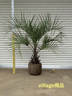 送料込み ココスヤシ シルバーリーフ 形状良 幹太 庭木 シンボルツリー