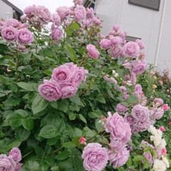 ノヴァーリス♪かなり大きめ赤ちゃん薔薇苗です♪最後の一苗です♪のサムネイル