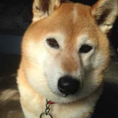 きょろきょろ1様専用ページですのサムネイル