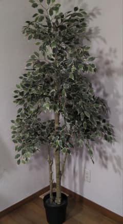 IKEA フェイクグリーン フェイカ人工観葉植物 ベンジャミン 170cm