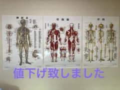 人体解剖ポスター 「骨格筋」「骨格」「神経系」A1ポスター 3枚セット