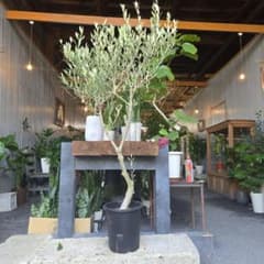 ③ オリーブの木souju 「ミッション」8号特大苗木最高等級極上品
