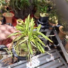 富貴蘭 交配種 ピンク根 虎芸株立ち 日照の加減で虎が冴えて縞が出たり