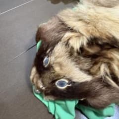 狸 タヌキ テン 剥製 全身 本物 動物剥製 ディスプレイ インテリア