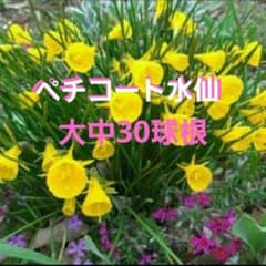 ペチコート水仙♪大中球根30個♪小粒のおまけ付き(*^^*)のサムネイル