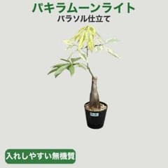 パキラムーンライトパラソル仕立て.お手入れ簡単無機質用土 パキラムーンライトパラソル仕立て.お手入れ簡単無機質用土 - メルカリ