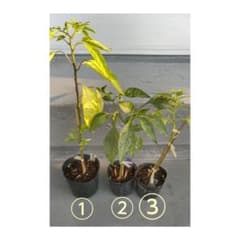 key様専用です。　3苗のサムネイル