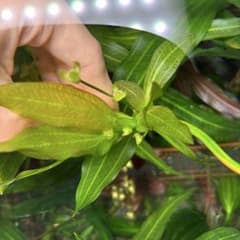 みどりふぁ〜む様 リクエスト 2点 まとめ商品のサムネイル