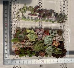 多肉植物寄せ植えセット•カット苗のサムネイル
