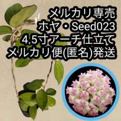 ホヤ・Seed023 4.5寸アーチ仕立て メルカリ便(匿名)発送 サクララン