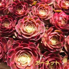 多肉植物カット苗・抜き苗【選べるアエオニウム10ヶ】寄植えに